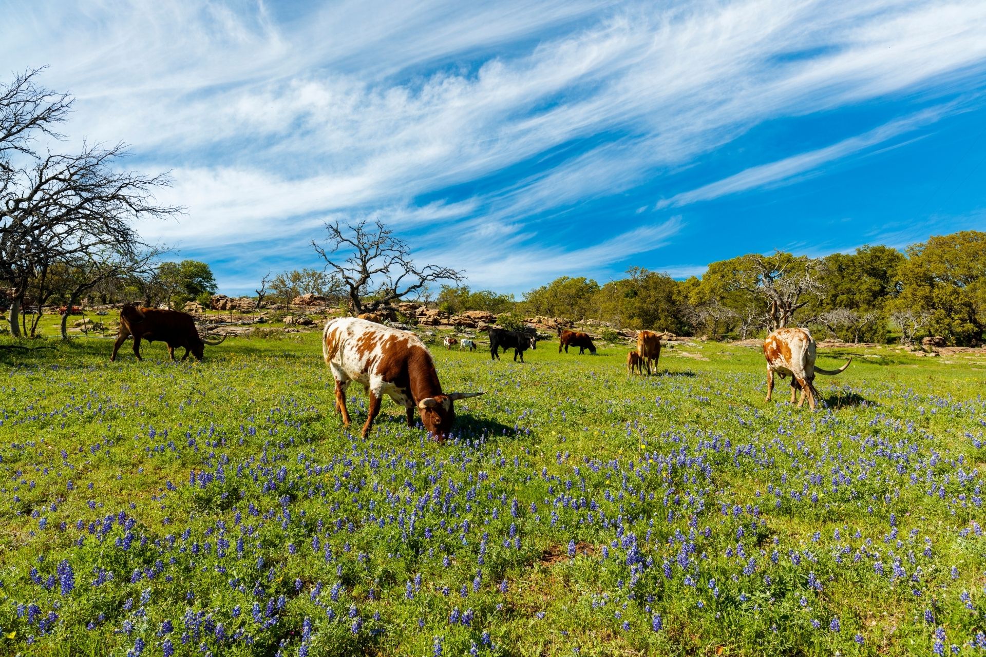 Texas cattle
