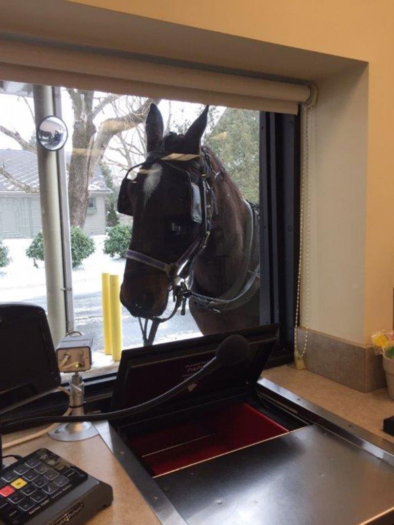 A horse peers through a window at a financial institution drive thru window.