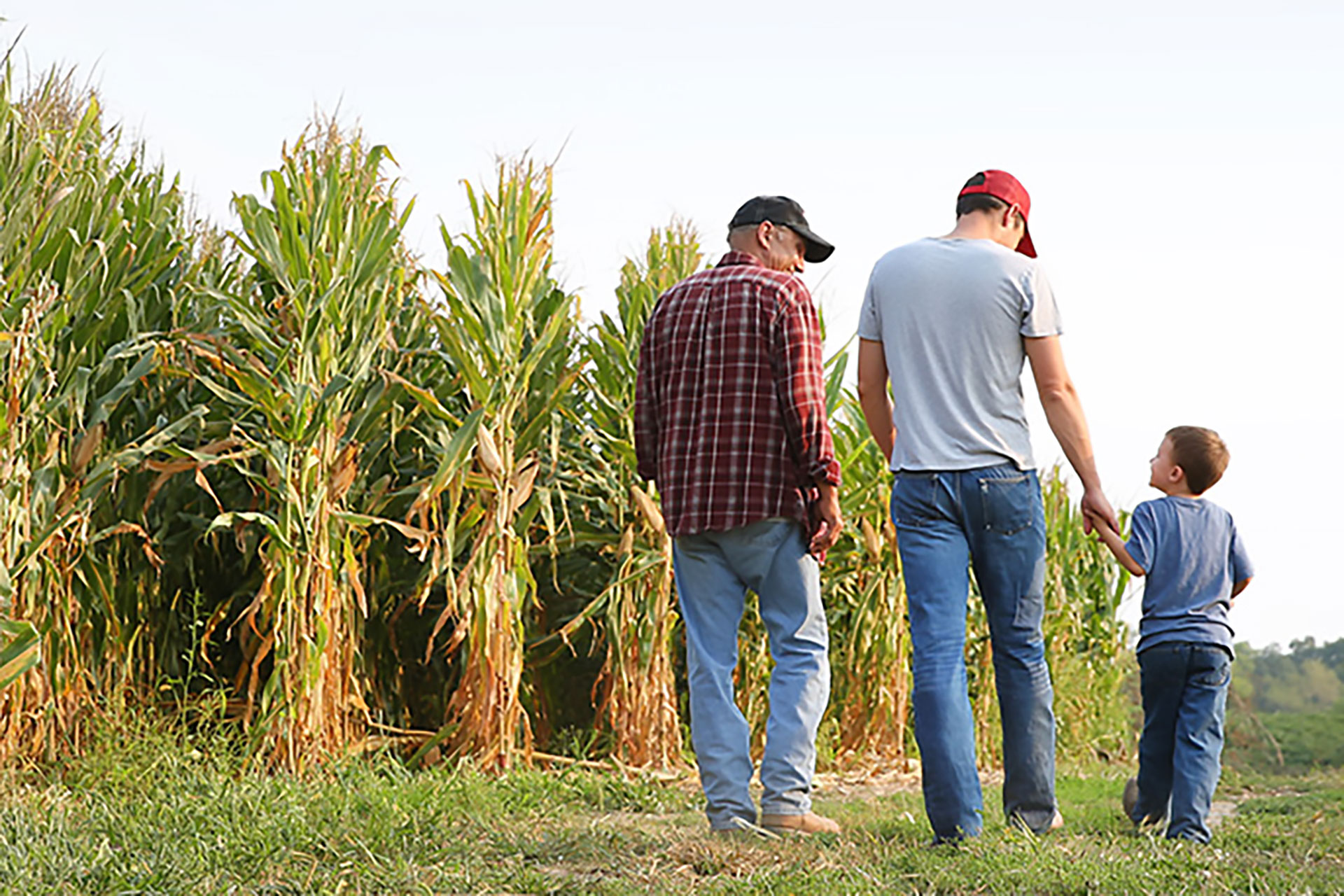 Multi-generational family walks along a path next to a cornfield.